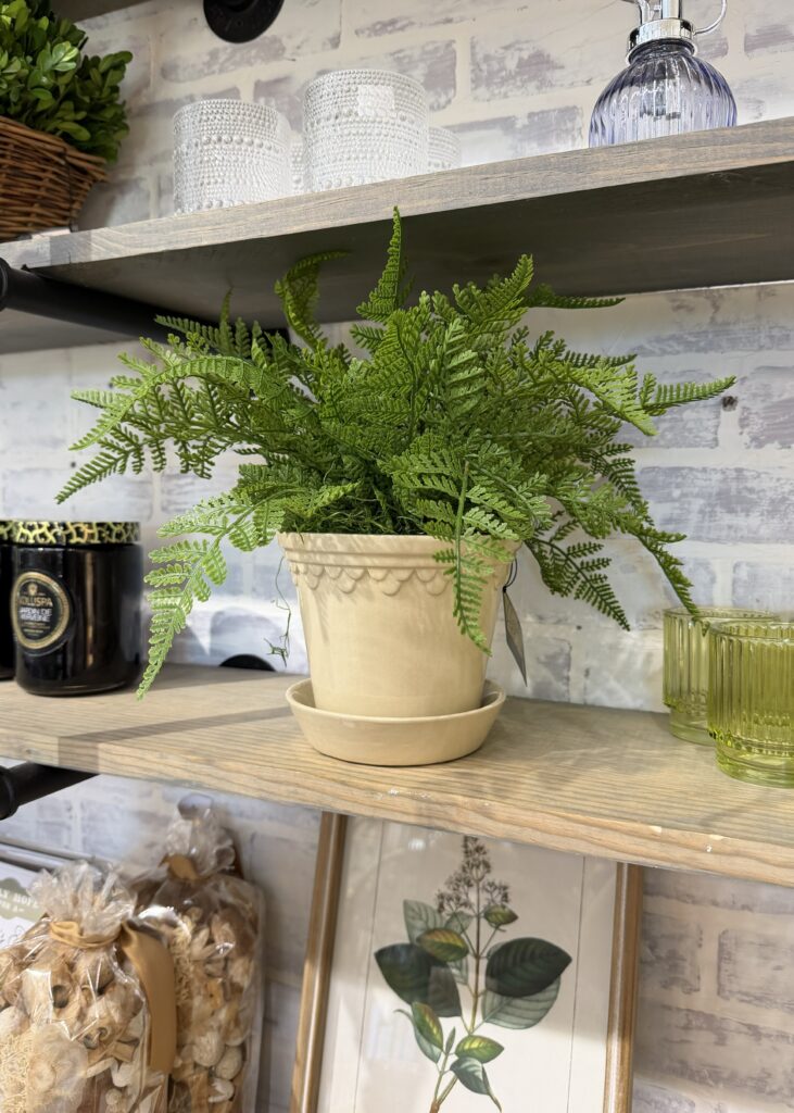Potted Shelf Fern