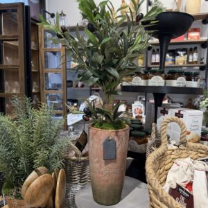 Dwarf Olive Tree Floral